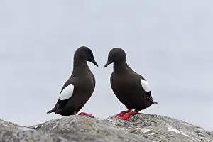 Tystie: Black Guillemot / Tystie