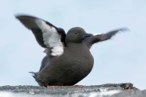 Tystie: Black Guillemot / Tystie - flapping wings