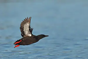 Tystie: Black Guillemot / Tystie - in flight above water