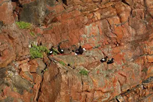 Tystie: Black Guillemot / Tystie - nesting on rock edge