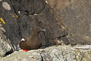 Tystie: Black Guillemot / Tystie - sitting on rock