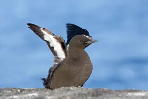 Tystie: Black Guillemot / Tystie - stretching wings