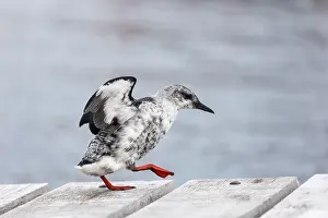 120219: Black Guillemot - Winter Plumage - Shetland - UK