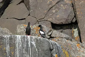 Guillemot: Black Guillemots