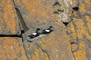 Guillemot: Black Guillemots