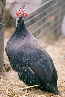 Guineafowls: BLACK GUINEAFOWL - in pen