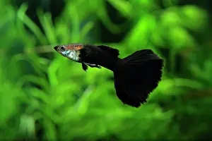 Blacks: Black Guppy (Poecilia reticulata) male in aquarium
