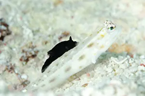 Gymnodoris: Black Gymnodoris Nudibranch feeding on Fierce Shrimpgoby