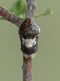 Satyrium: Black Hairstreak
