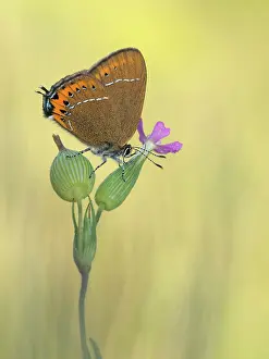 Satyrium: Black Hairstreak