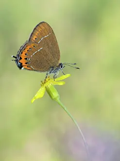 Gender: Black Hairstreak