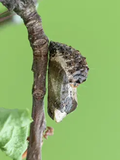 Gender: Black Hairstreak