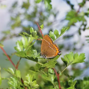 Hedgerows: Black Hairstreak BUTTERFLY