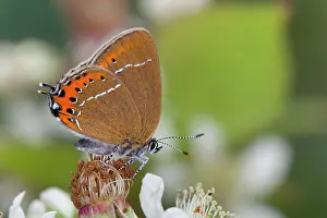 Satyrium: Black Hairstreak Butterfly - on Bramble