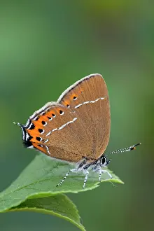 Satyrium: Black Hairstreak Butterfly - on Hawthorn