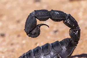 Villosus: Black Hairy thick tailed Scorpion (Parabuthus villosus)