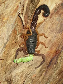 Scorpions: Black hairy thick-tailed Scorpion - on tree bark