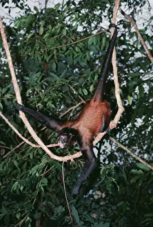 Geoffroyi: Black-handed Spider / GeoffroyIs Spider MONKEY - in canopy