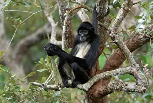 Geoffroyi: Black-handed Spider Monkey