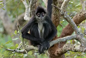 Geoffroyi: Black-handed Spider Monkey