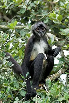 Geoffroyi: Black-handed Spider Monkey