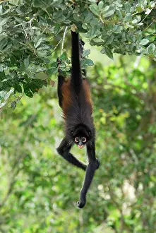 Geoffroyi: Black-handed Spider Monkey