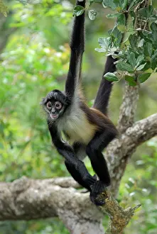 Geoffroyi: Black-handed Spider Monkey