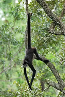Geoffroyi: Black-handed Spider Monkey