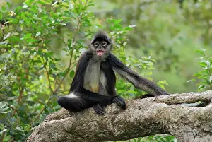 Geoffroyi: Black-handed Spider Monkey