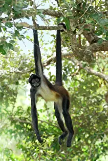 Geoffroyi: Black-handed Spider Monkey