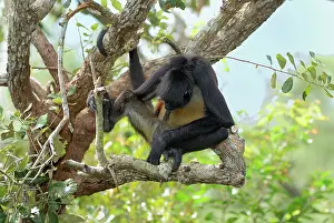 Geoffroyi: Black-handed Spider Monkey