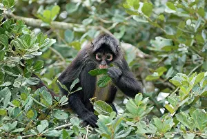 Geoffroyi: Black-handed Spider Monkey
