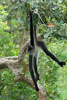 Geoffroyi: Black-handed Spider Monkey