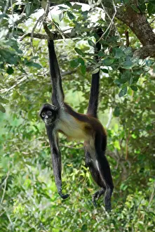 Geoffroyi: Black-handed Spider Monkey