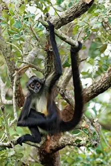 Geoffroyi: Black-handed Spider Monkey