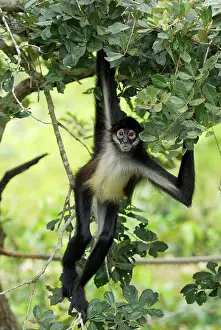 Geoffroyi: Black-handed Spider Monkey