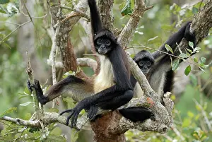 Geoffroyi: Black-handed Spider Monkey