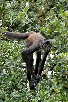 Geoffroyi: Black-handed Spider Monkey