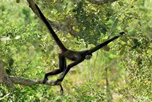 Geoffroyi: Black-handed Spider Monkey