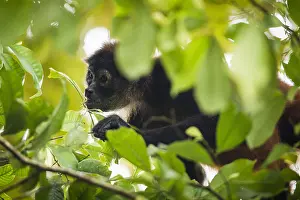 Geoffroyi: Black-handed spider monkey (Ateles geoffroyi) eating