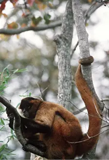 Elizabeth Bomford: BLACK HANDED SPIDER MONKEY - in tree