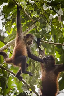 Geoffroyi: Black-handed spider monkeys (Ateles geoffroyi) in