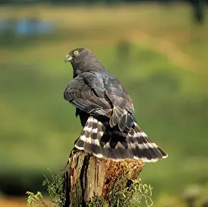 Maurus: Black Harrier