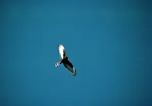 Maurus: Black Harrier - in flight