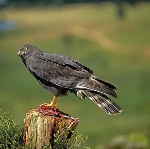 Maurus: Black Harrier - with kill