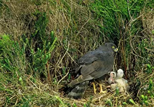 Maurus: Black Harrier - at nest with chicks