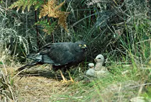 Maurus: Black Harrier - at nest with chicks