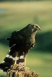 Maurus: BLACK HARRIER - WITH PREY