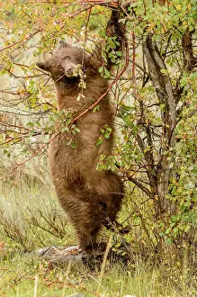 Prior: Black Hawthorn