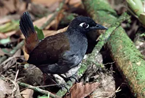John Dunning: Black-headed Antthrush